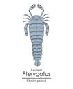 Pterygotus, a Silurian period sea scorpion Royalty Free Stock Photo