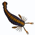 Pterygotus Scorpion Tail Royalty Free Stock Photo