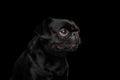 Pti Brabanson Dog on isolated black background