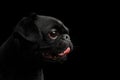 Pti Brabanson Dog on isolated black background