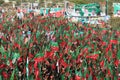 PTI Supporters Rally for Change in Pakistan