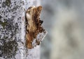 Ptilodon cucullina, Maple Prominent moth on wall. Europe.
