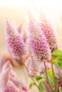 Ptilotus exaltatus (Joey) flower Royalty Free Stock Photo