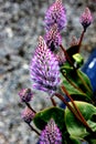 Ptilotus exaltatus `Joey`, Mulla Mulla, ornamental perennial