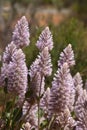 Close-up of flowering pink mulla-mulla in bushland Royalty Free Stock Photo