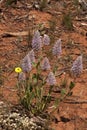 Flowering pink mulla-mulla surrounded by red sand Royalty Free Stock Photo