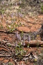 Flowering pink mulla-mulla in bushland Royalty Free Stock Photo