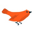 Vector illustration of an orange bird in a cartoon style. Royalty Free Stock Photo