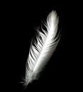 Perfect style and harmony of the shape of the white feather.