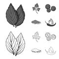 Ptrushka, black pepper, paprika, chili.Herbs and spices set collection icons in outline,monochrome style vector symbol