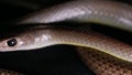 Ptyas korros, commonly known as the Chinese ratsnake