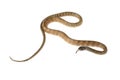 ptyas mucosa carinata colubrid snake