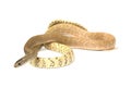 ptyas mucosa carinata colubrid snake Royalty Free Stock Photo