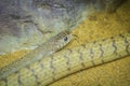 Ptyas mucosa snake. Ptyas is a genus of colubrid snakes. This ge Royalty Free Stock Photo