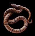 Ptyas Snake on Isolated black background