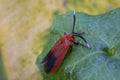 Ptychoglene coccinea(H. Edwards, 1886) , Red winged moths are on green leaves in nature