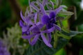 Puang Khram petrea volubilis verbenaceae blueflower Royalty Free Stock Photo