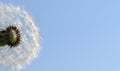 Pubescent dandelion against the sky.