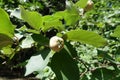 Pubescent fruit of quince in August