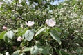 Pubescent leaves and pinkish white flowers of quince in May Royalty Free Stock Photo