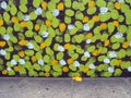 Black Wall Painted With Green and Yellow Dots Royalty Free Stock Photo