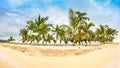 Public beach with palm trees