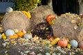 Botanical garden decoration . A pumpkin exhibition on a straw bales background