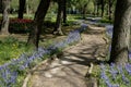 Public city park with footpath. Spring in park, beautiful green awn with trail, flowers and trees