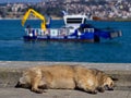 Public dog sleeping coast side and feeling warm under the sunlight