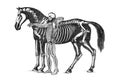 The anatomy of the horse.