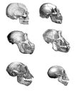 The collection of skulls on a white background. Royalty Free Stock Photo