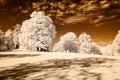 public park view in Turaida Sigulda, Latvia. infrared image