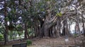 Public garden Villa Giulia in Palermo, Sicily, Italy Royalty Free Stock Photo