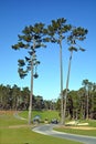 The public golf course of Pebble Beach, Royalty Free Stock Photo