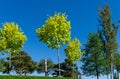 Public landscape city park `Krasnodar` or `Galitsky park` with Norway maples Acer platanoides Princeton Gold spring bright leave Royalty Free Stock Photo