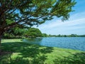 Public park a beatiful in nature and relaxation scene of green leaves shrub tree on grass field with lake and sky Royalty Free Stock Photo