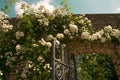 Bishops park, Fulham, London, detail. Brick arch, open metal gate, white roses.