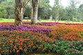 Public park full of colorful flowers