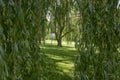 Public park during summer, green nature, trees shadows, greenery