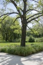 Public park during summer, green nature, trees shadows, greenery