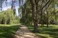 Public park during summer, green nature, trees shadows, greenery