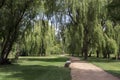 Public park during summer, green nature, trees shadows, greenery, wooden bench Royalty Free Stock Photo