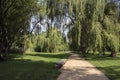 Public park during summer, green nature, trees shadows, greenery, wooden bench Royalty Free Stock Photo