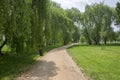 Public park in summer time, greenery, path throw and bench, sunny, blue sky Royalty Free Stock Photo