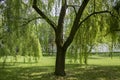 Public park in summer time, in the shadow of willow tree Royalty Free Stock Photo