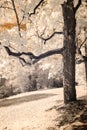 public park view in Turaida Sigulda, Latvia. infrared image