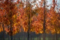 Public and privat garden, parks tree nursery in Netherlands, specialise in medium to very large sized trees, grey alder trees in