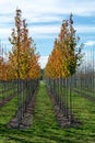 Public and privat garden, parks tree nursery in Netherlands, specialise in medium to very large sized trees, grey alder trees in