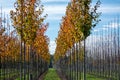 Public and privat garden, parks tree nursery in Netherlands, specialise in medium to very large sized trees, grey alder trees in