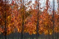 Public and privat garden, parks tree nursery in Netherlands, specialise in medium to very large sized trees, grey alder trees in